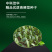 中科茂华蔬菜种子茂华青菘二号小油菜种子四季种植青梗菜