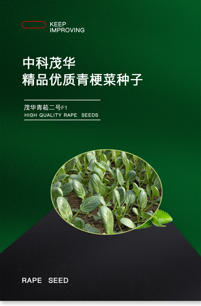 中科茂华蔬菜种子茂华青菘二号小油菜种子四季种植青梗菜
