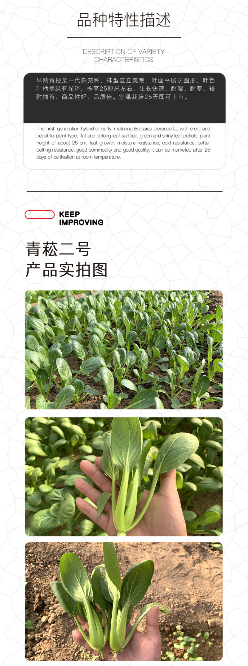 中科茂华蔬菜种子茂华青菘二号小油菜种子四季种植青梗菜