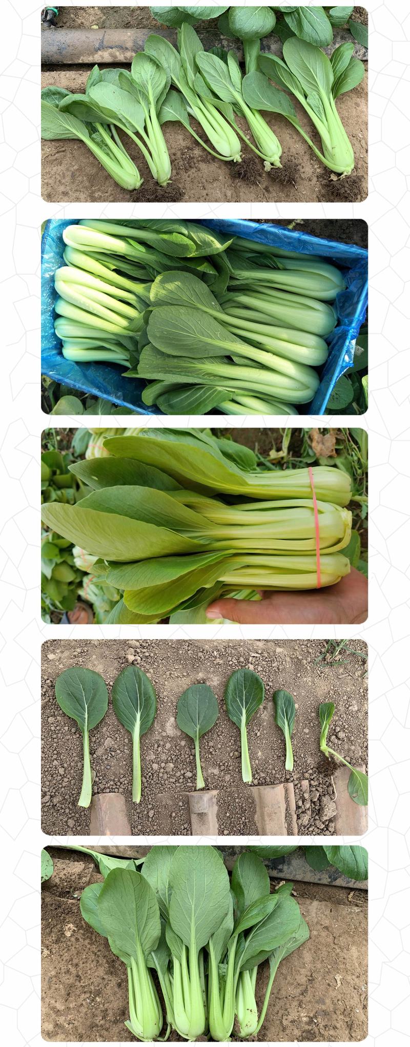 中科茂华蔬菜种子茂华青菘二号小油菜种子四季种植青梗菜