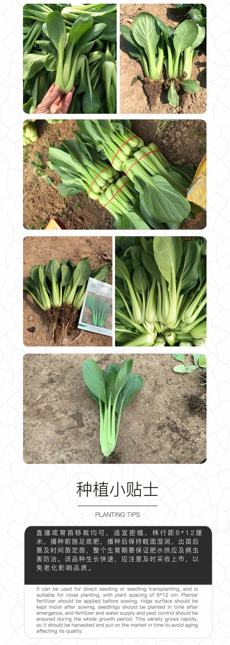 中科茂华蔬菜种子茂华青菘二号小油菜种子四季种植青梗菜