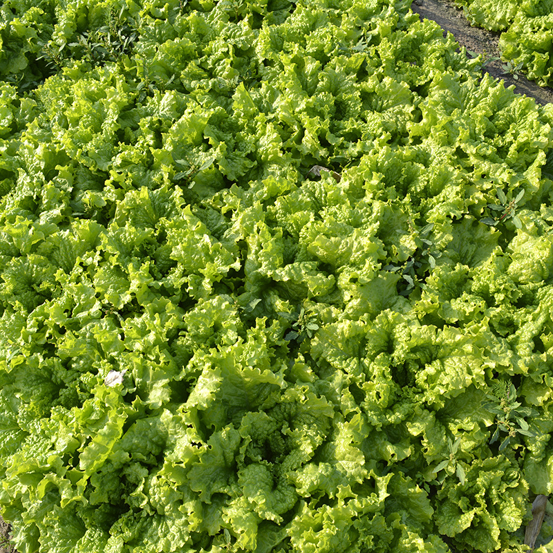中科茂华蔬菜种子奥美斯特668抗热生菜种子耐热越夏生菜