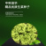中科茂华蔬菜种子奥美斯特668抗热生菜种子耐热越夏生菜