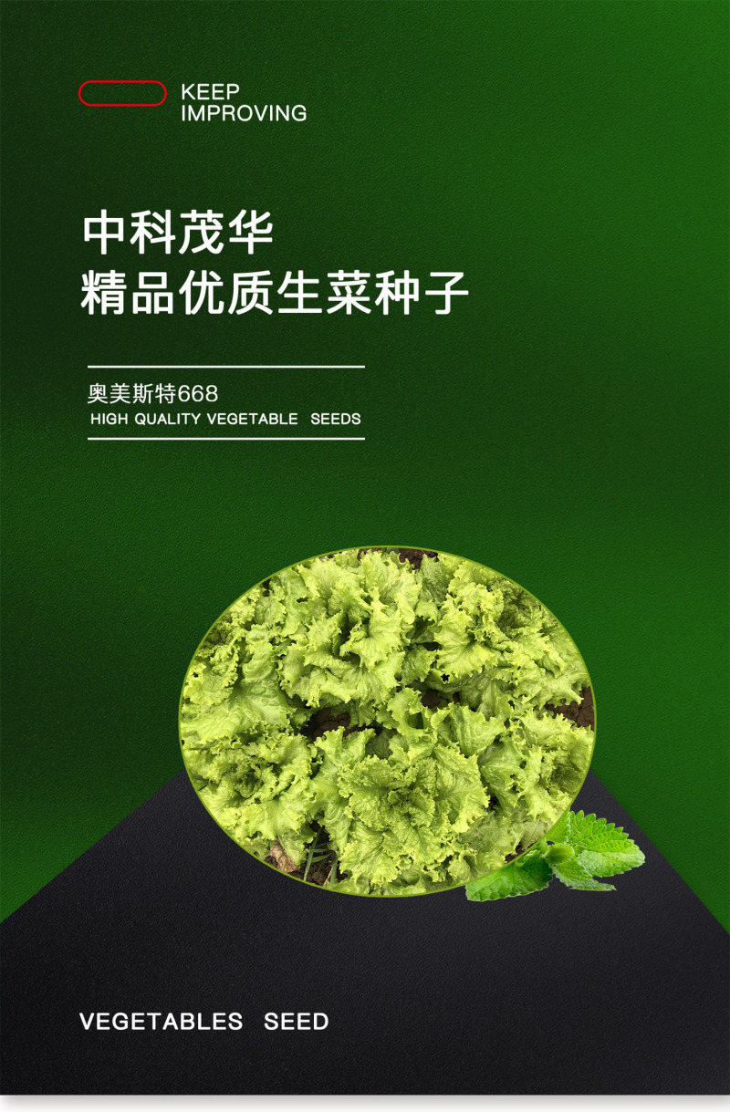 中科茂华蔬菜种子奥美斯特668抗热生菜种子耐热越夏生菜