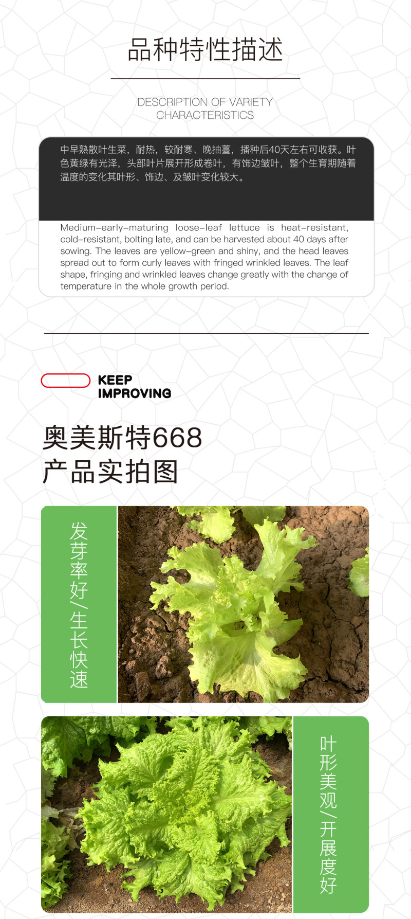 中科茂华蔬菜种子奥美斯特668抗热生菜种子耐热越夏生菜