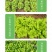 中科茂华蔬菜种子奥美斯特668抗热生菜种子耐热越夏生菜