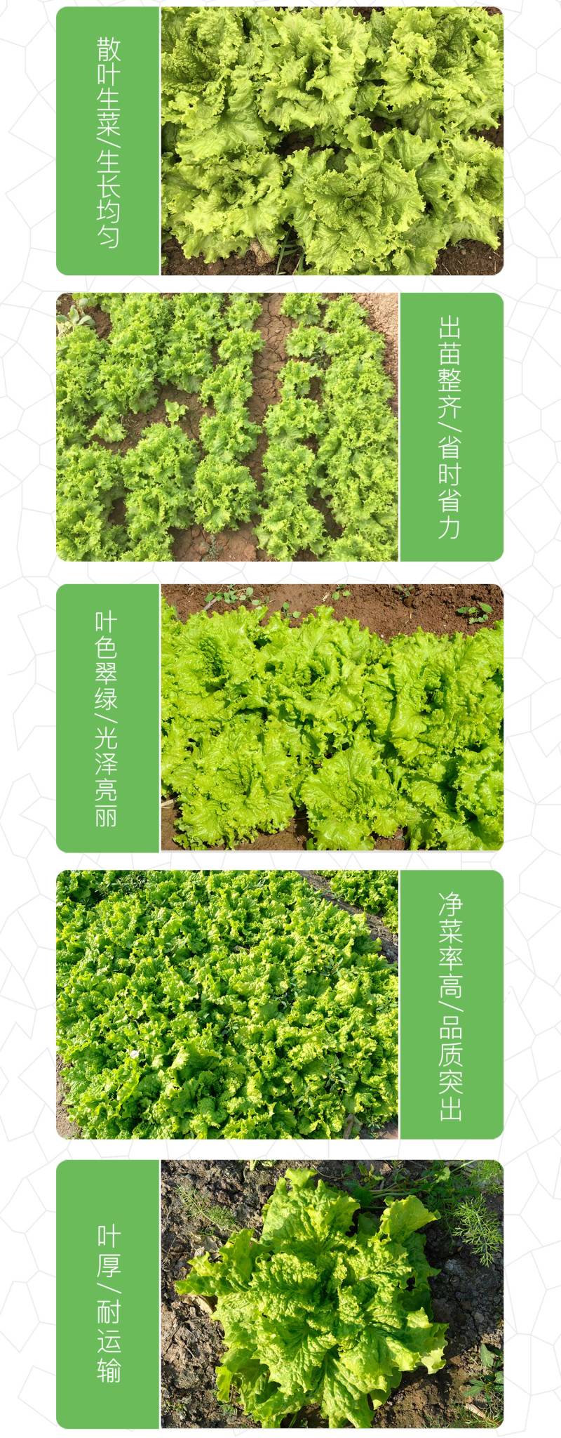 中科茂华蔬菜种子奥美斯特668抗热生菜种子耐热越夏生菜