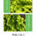 中科茂华蔬菜种子奥美斯特668抗热生菜种子耐热越夏生菜