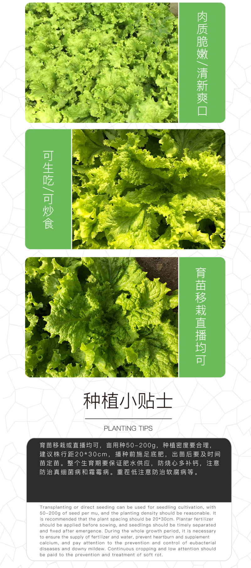 中科茂华蔬菜种子奥美斯特668抗热生菜种子耐热越夏生菜