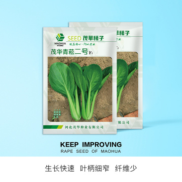 中科茂华蔬菜种子茂华青菘二号小油菜种子四季种植青梗菜