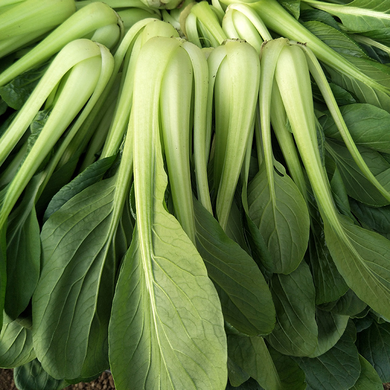 中科茂华蔬菜种子茂华青菘二号小油菜种子四季种植青梗菜