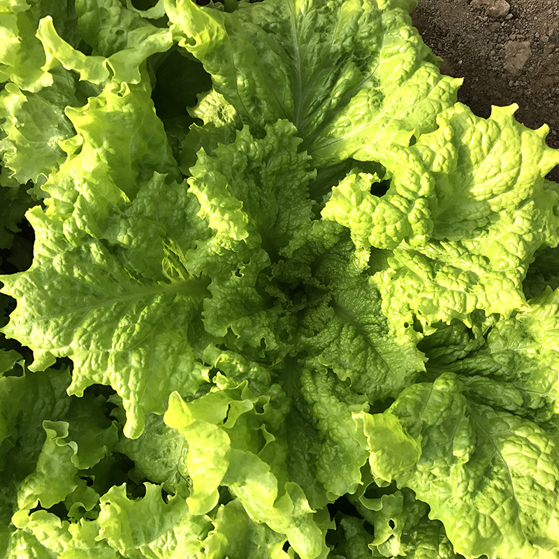 中科茂华蔬菜种子奥美斯特668抗热生菜种子耐热越夏生菜