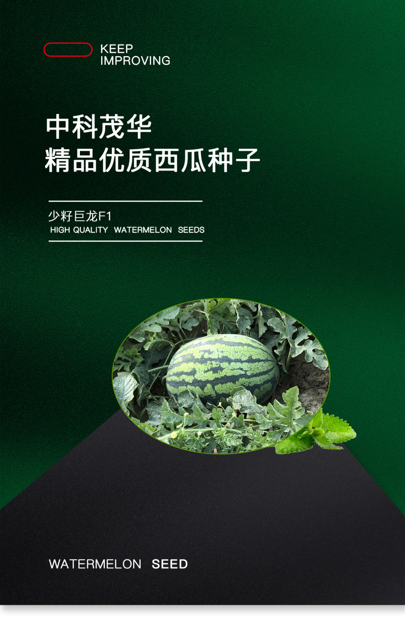 中科茂华杂交西瓜种子少籽巨龙懒汉栽培西瓜種子瓜果大红瓤