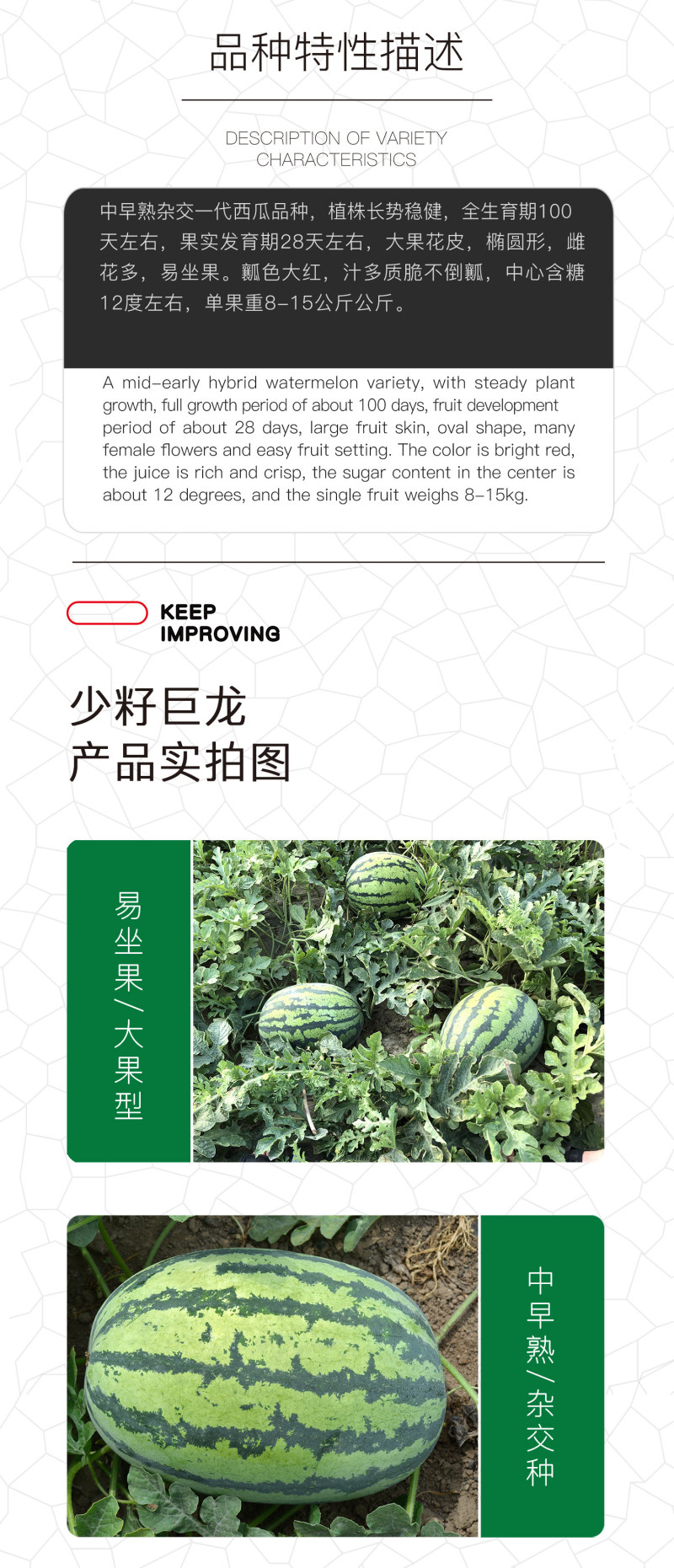 中科茂华杂交西瓜种子少籽巨龙懒汉栽培西瓜種子瓜果大红瓤