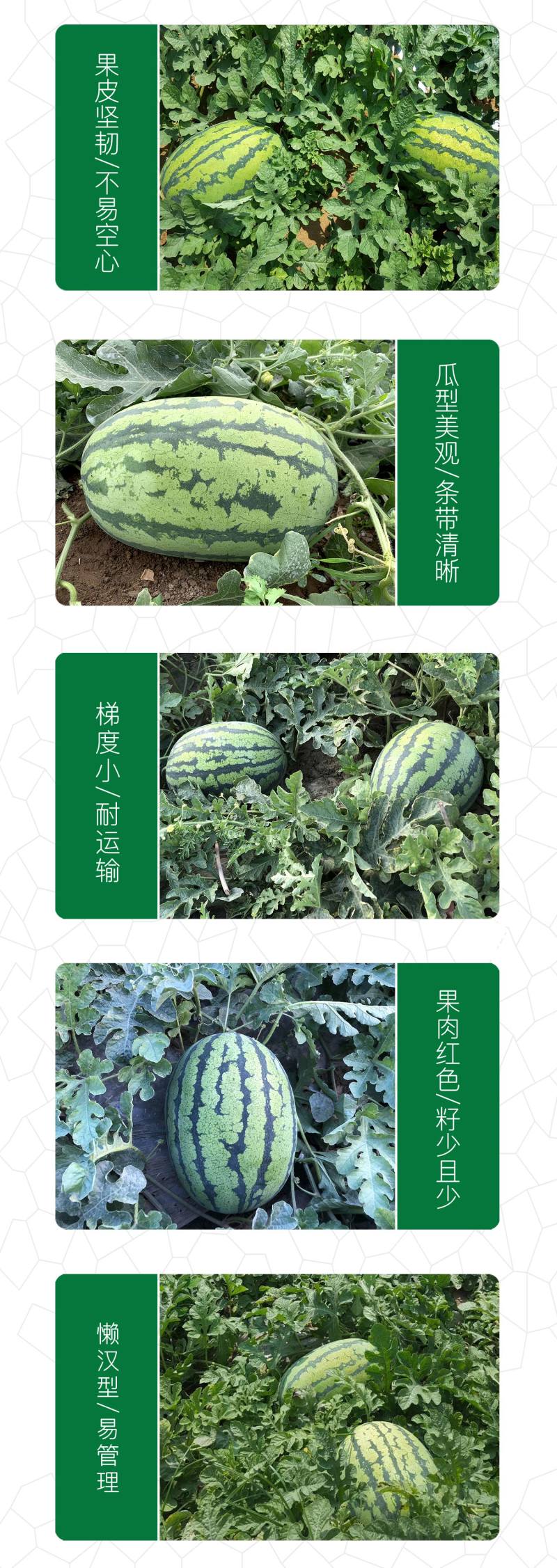 中科茂华杂交西瓜种子少籽巨龙懒汉栽培西瓜種子瓜果大红瓤