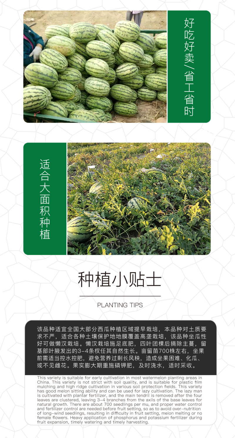 中科茂华杂交西瓜种子少籽巨龙懒汉栽培西瓜種子瓜果大红瓤