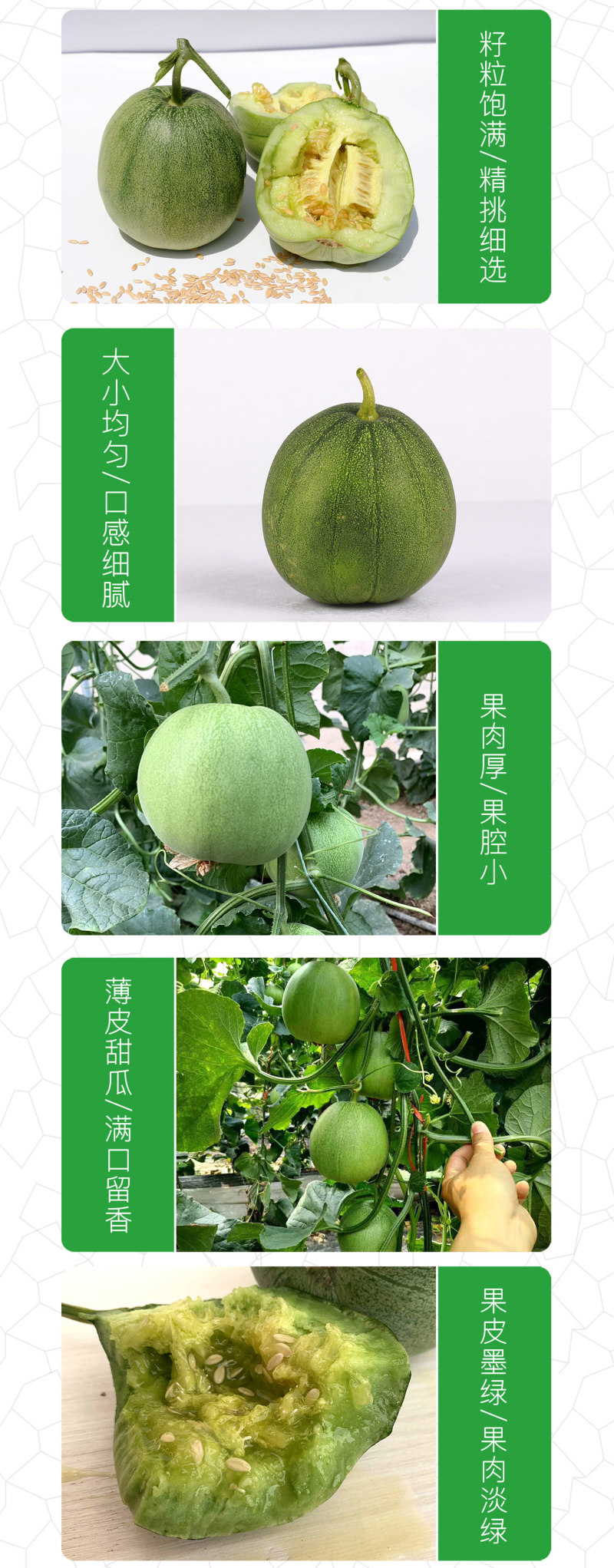 中科茂华瓜果种子杂交老牌绿宝石甜瓜种子皮肉瓤绿色高糖