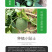 中科茂华瓜果种子杂交老牌绿宝石甜瓜种子皮肉瓤绿色高糖