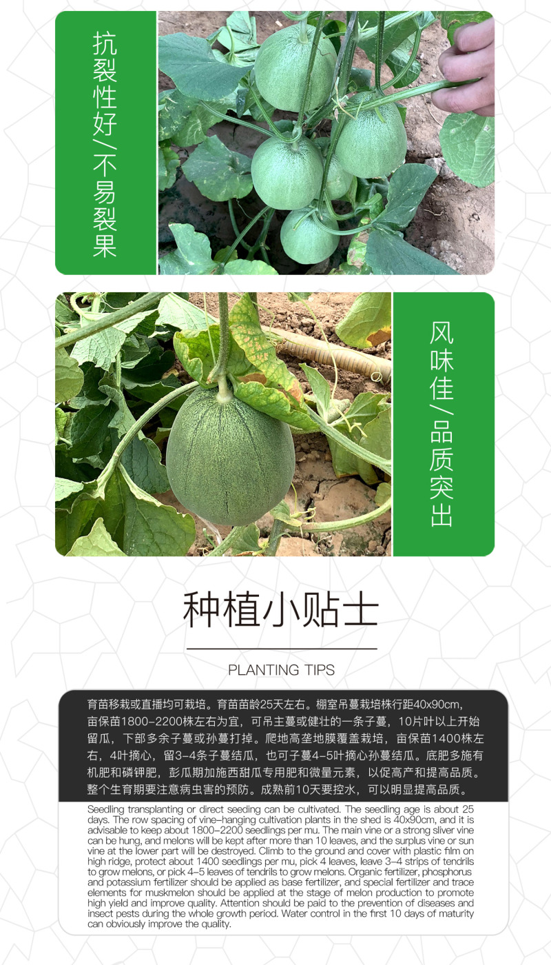 中科茂华瓜果种子杂交老牌绿宝石甜瓜种子皮肉瓤绿色高糖