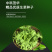 中科茂华蔬菜种子奥美斯特568大速生菜种子大叶深绿色耐寒