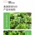 中科茂华蔬菜种子奥美斯特568大速生菜种子大叶深绿色耐寒