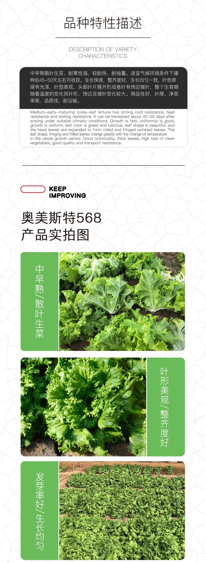 中科茂华蔬菜种子奥美斯特568大速生菜种子大叶深绿色耐寒