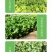 中科茂华蔬菜种子奥美斯特568大速生菜种子大叶深绿色耐寒