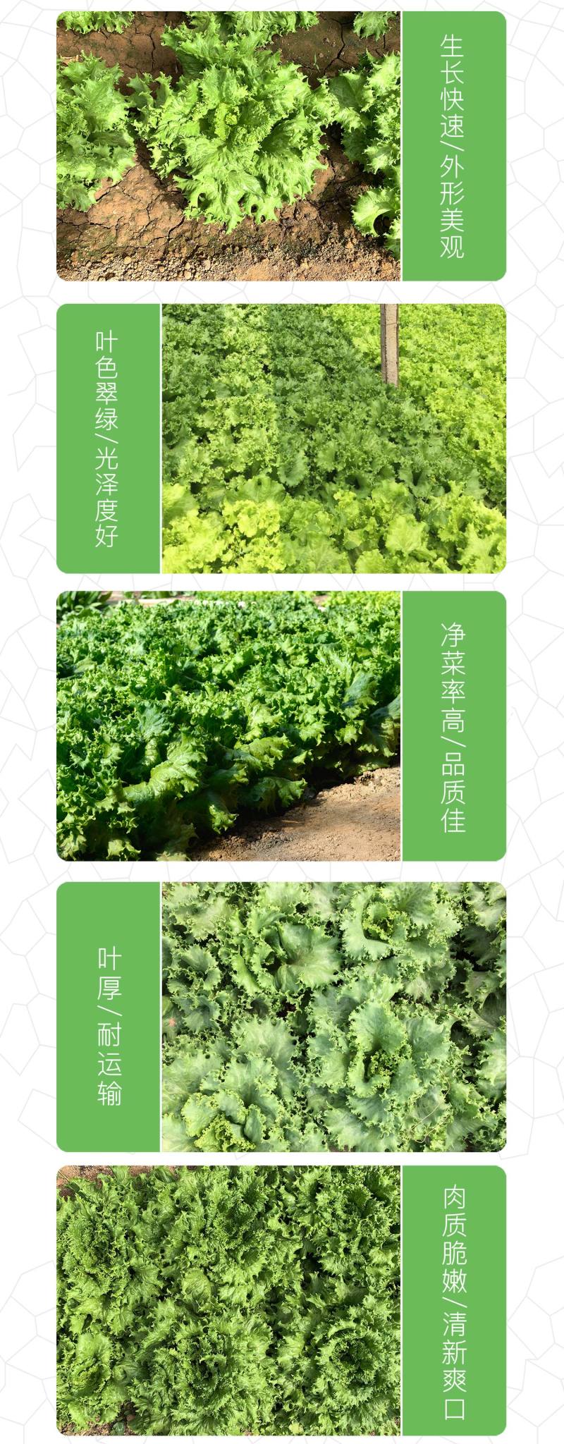 中科茂华蔬菜种子奥美斯特568大速生菜种子大叶深绿色耐寒