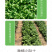 中科茂华蔬菜种子奥美斯特568大速生菜种子大叶深绿色耐寒