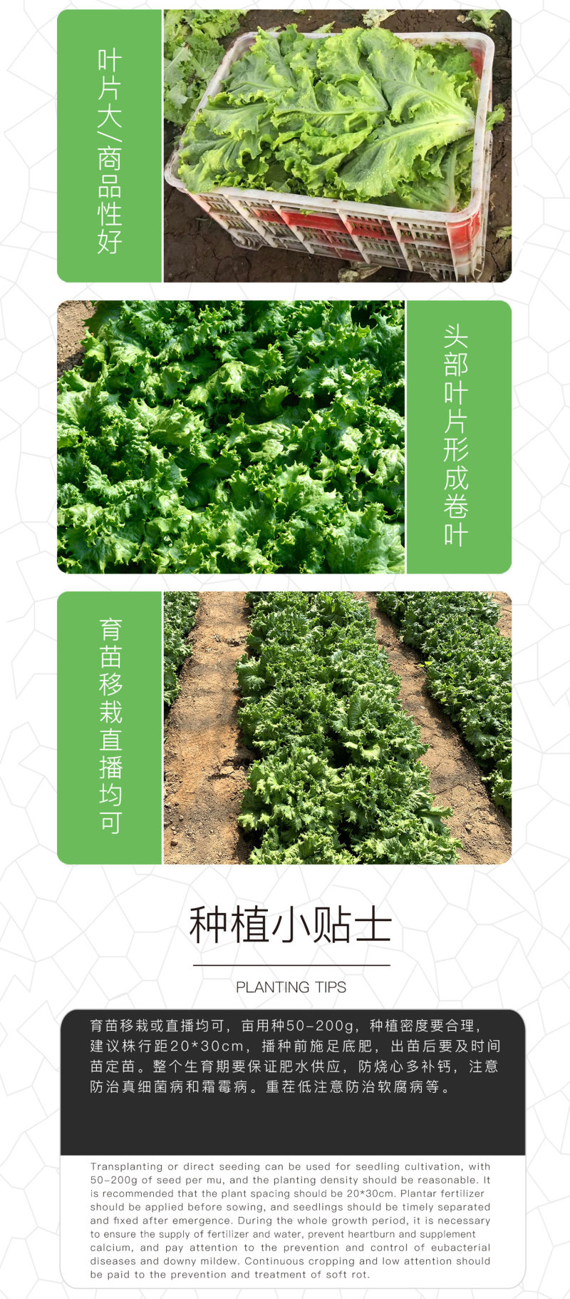 中科茂华蔬菜种子奥美斯特568大速生菜种子大叶深绿色耐寒