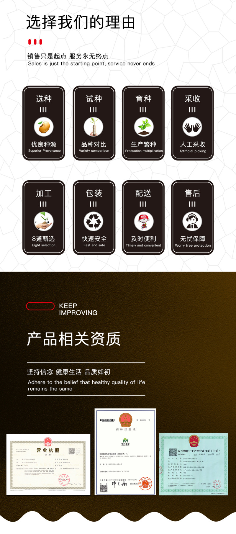 中科茂华蔬菜种子奥美斯特568大速生菜种子大叶深绿色耐寒