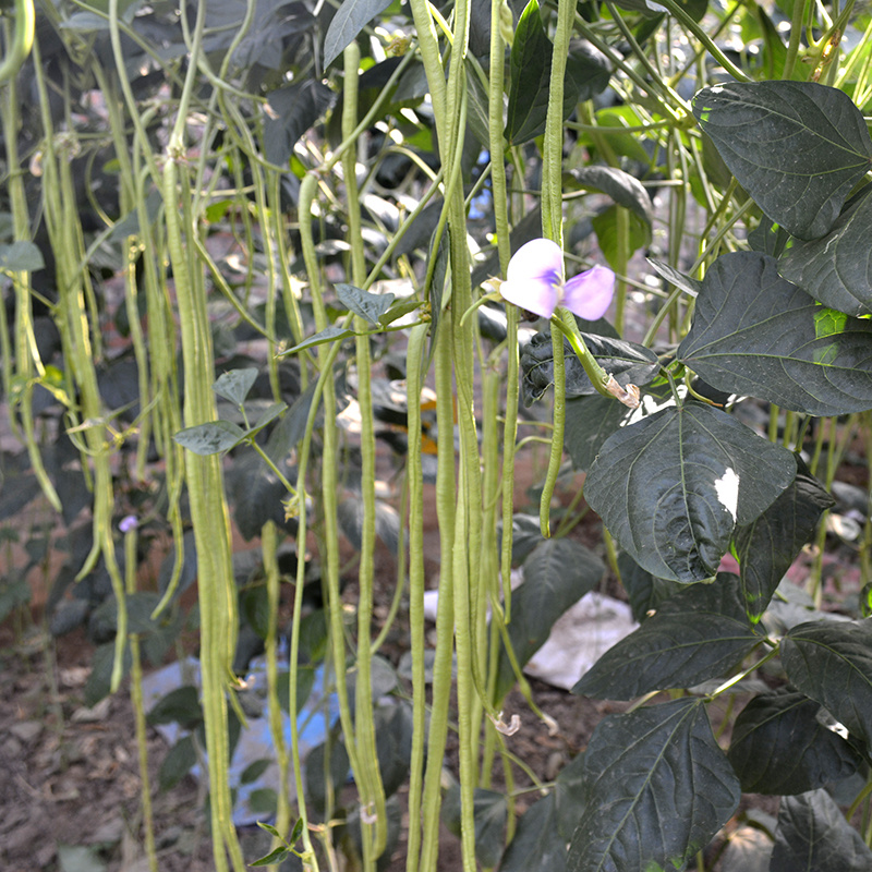 中科茂华蔬菜种子绿长丰神豇一号豇豆种子长豆角缸豆種子