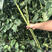 中科茂华蔬菜种子绿长丰神豇一号豇豆种子长豆角缸豆種子