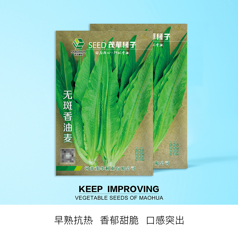 中科茂华蔬菜种子油麦菜生菜种子美利坚亮剑类型油麦菜种子