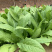 中科茂华蔬菜种子油麦菜生菜种子美利坚亮剑类型油麦菜种子