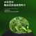 中科茂华蔬菜种子油麦菜生菜种子美利坚亮剑类型油麦菜种子