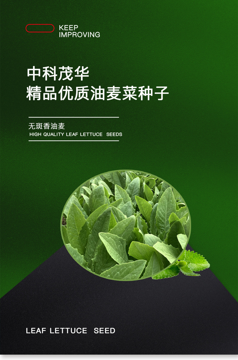 中科茂华蔬菜种子油麦菜生菜种子美利坚亮剑类型油麦菜种子