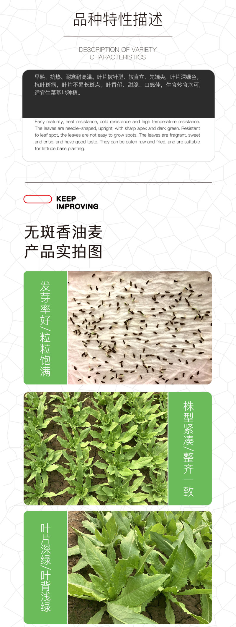 中科茂华蔬菜种子油麦菜生菜种子美利坚亮剑类型油麦菜种子