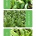 中科茂华蔬菜种子油麦菜生菜种子美利坚亮剑类型油麦菜种子