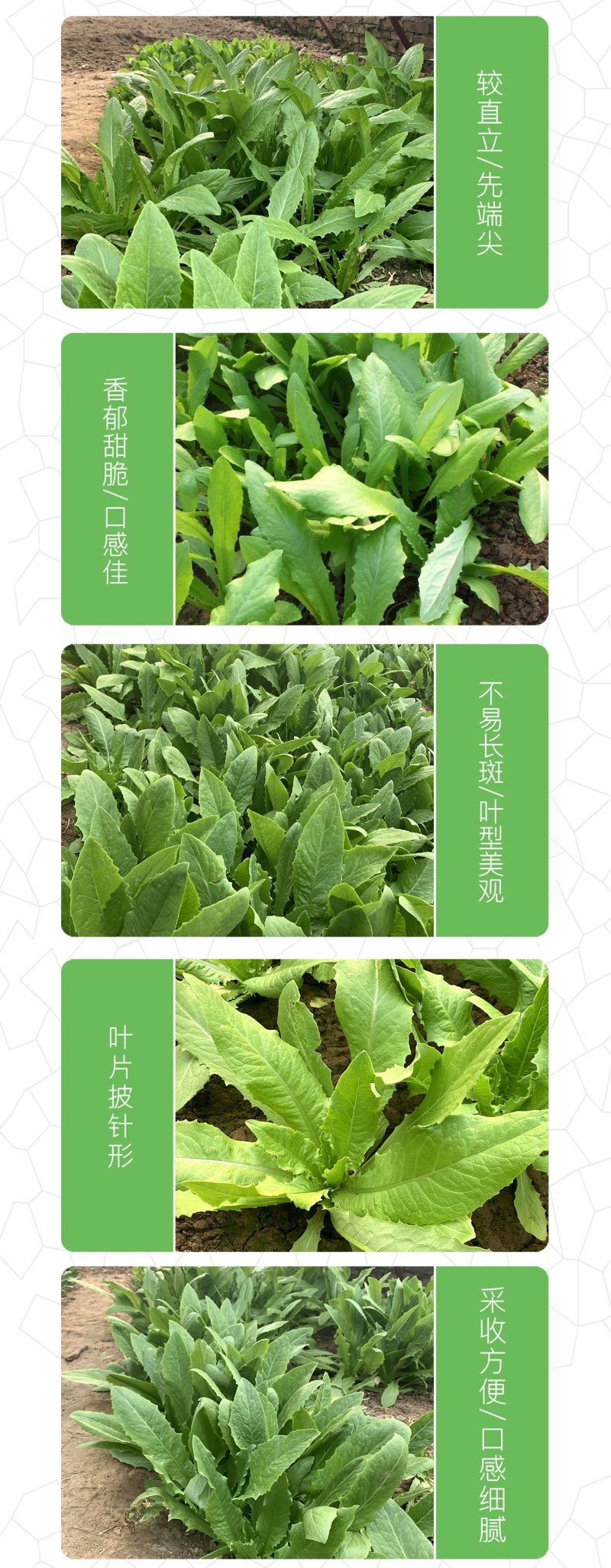 中科茂华蔬菜种子油麦菜生菜种子美利坚亮剑类型油麦菜种子