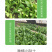 中科茂华蔬菜种子油麦菜生菜种子美利坚亮剑类型油麦菜种子