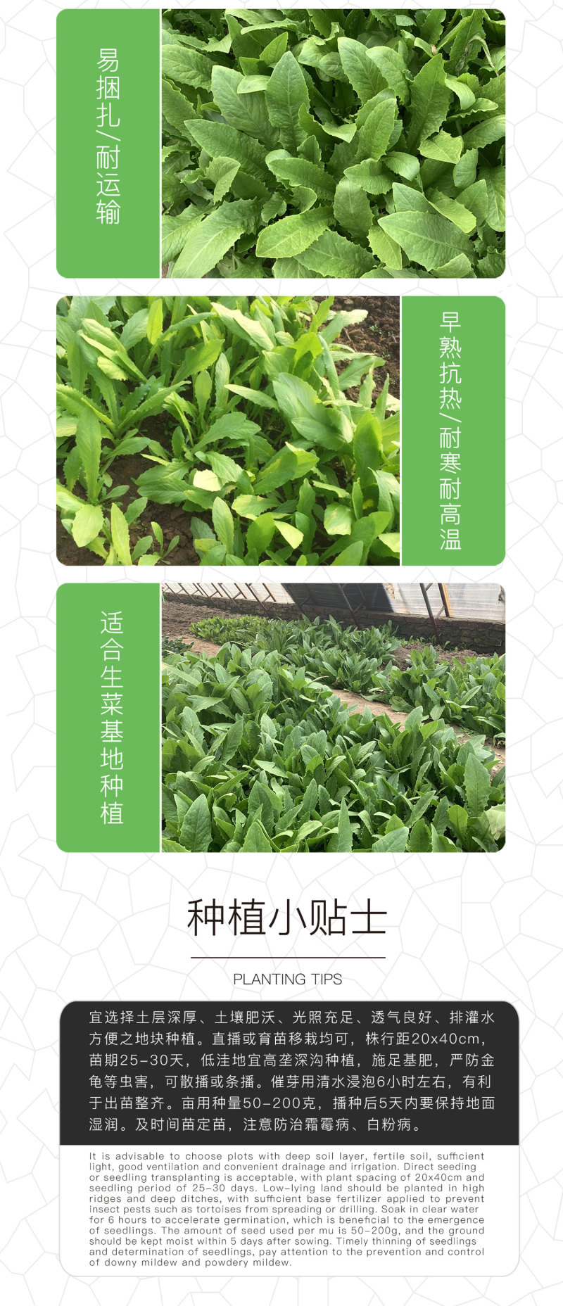 中科茂华蔬菜种子油麦菜生菜种子美利坚亮剑类型油麦菜种子