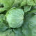 中科茂华蔬菜种子美湖101结球生菜种子叶色翠绿球形美观