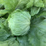 中科茂华蔬菜种子美湖101结球生菜种子叶色翠绿球形美观