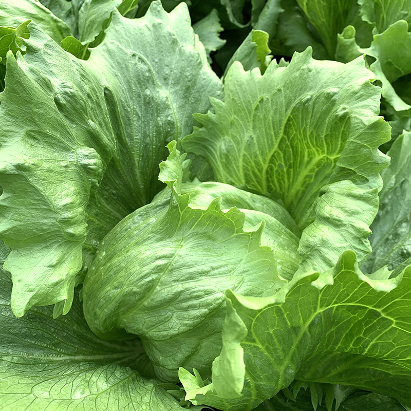 中科茂华蔬菜种子美湖101结球生菜种子叶色翠绿球形美观