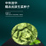 中科茂华蔬菜种子美湖101结球生菜种子叶色翠绿球形美观