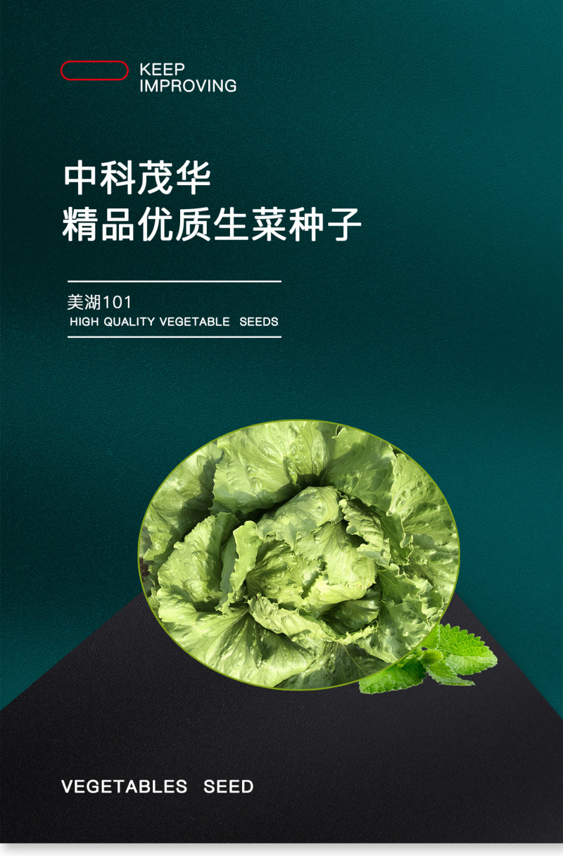 中科茂华蔬菜种子美湖101结球生菜种子叶色翠绿球形美观