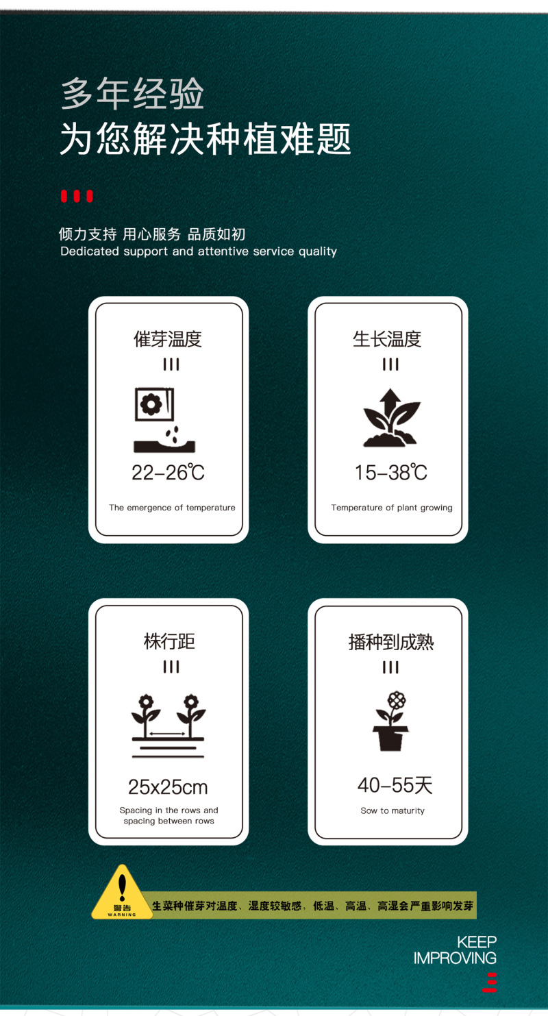 中科茂华蔬菜种子美湖101结球生菜种子叶色翠绿球形美观