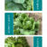 中科茂华蔬菜种子美湖101结球生菜种子叶色翠绿球形美观