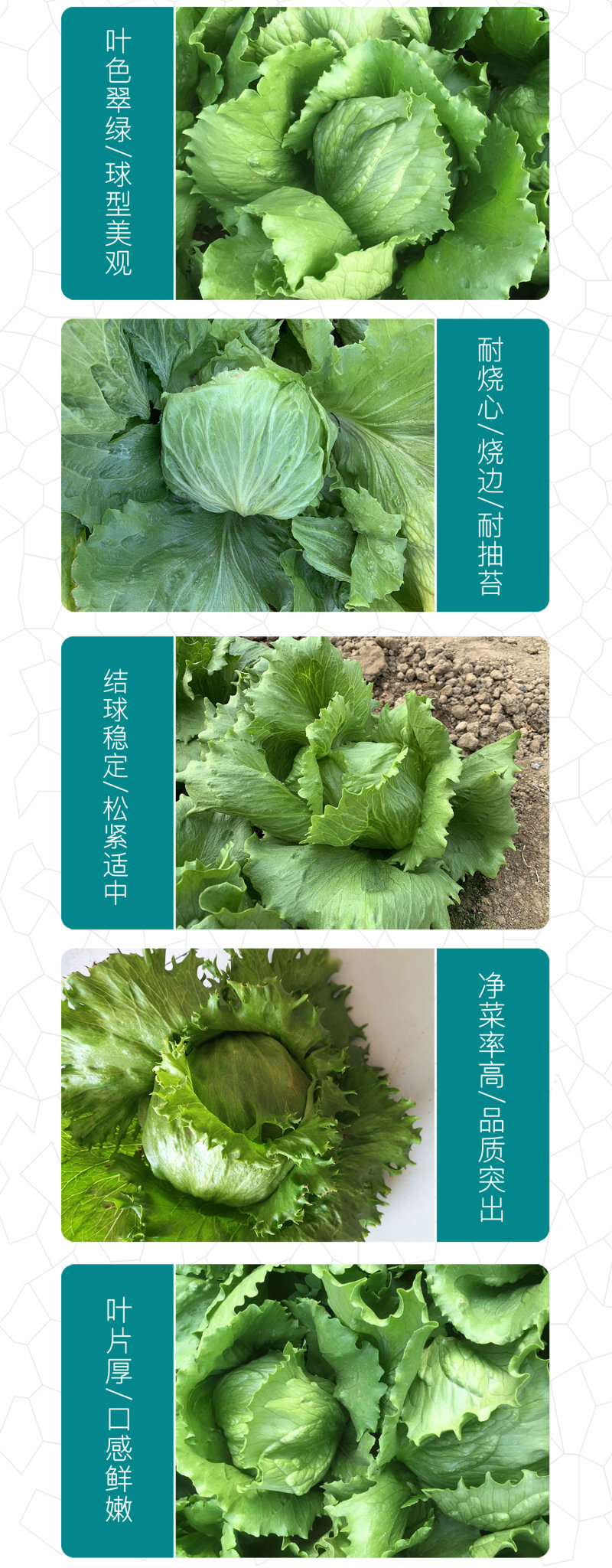 中科茂华蔬菜种子美湖101结球生菜种子叶色翠绿球形美观